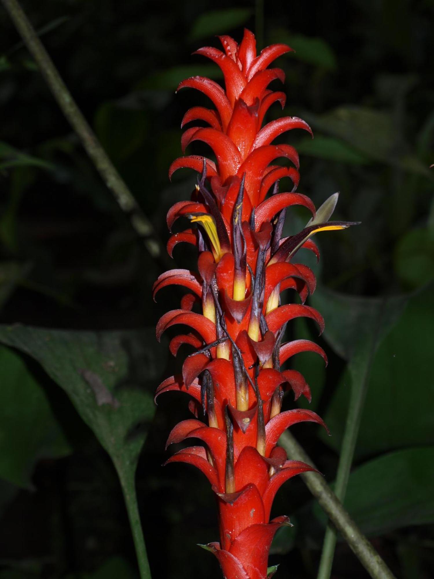 Cabañas Armonía y Jardín de Orquídeas Mindo Exterior foto