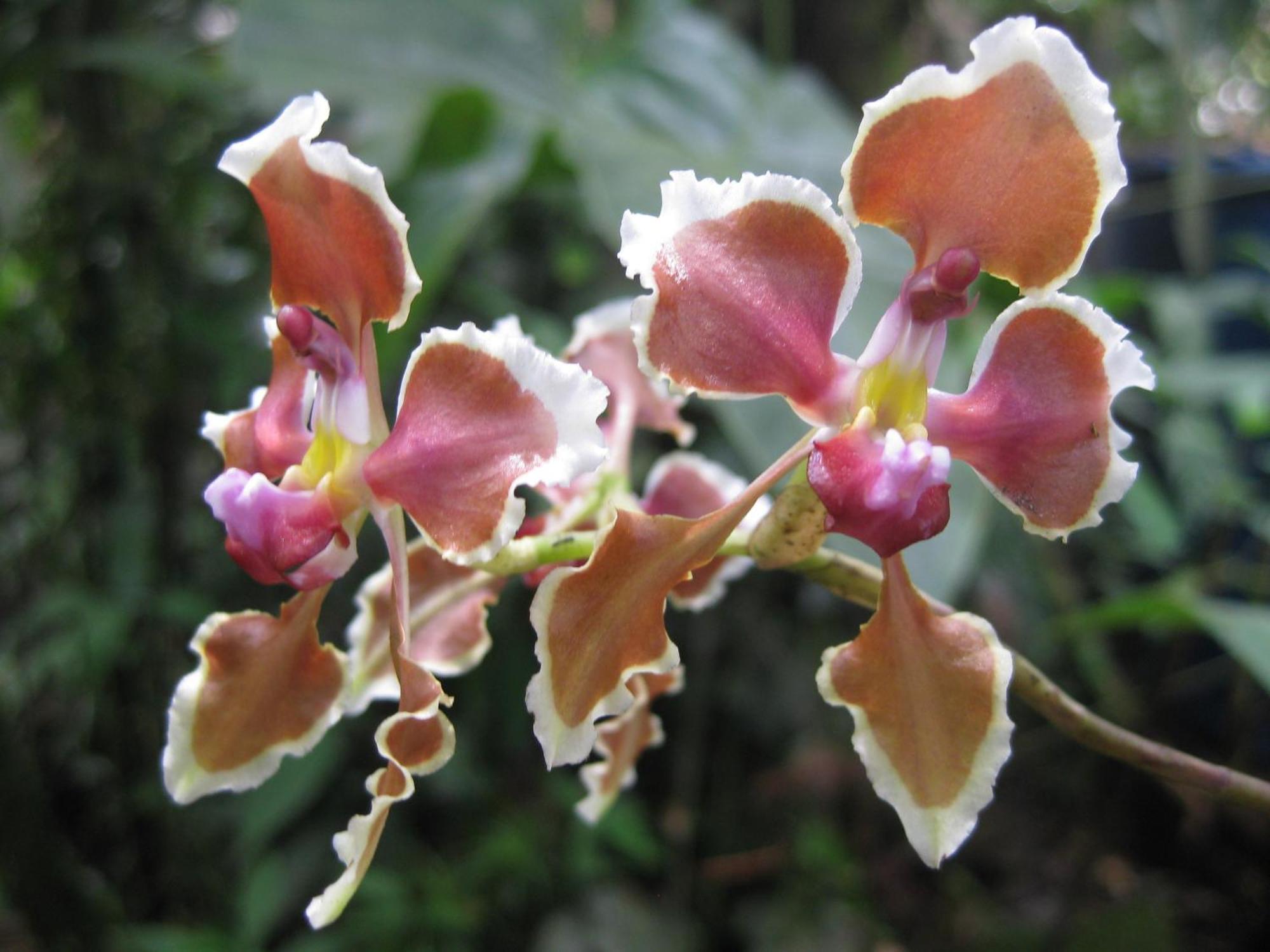 Cabañas Armonía y Jardín de Orquídeas Mindo Exterior foto