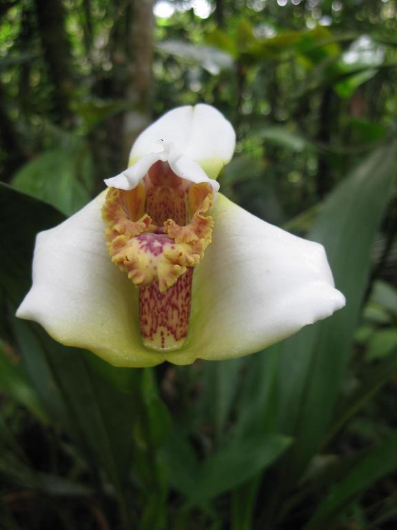 Cabañas Armonía y Jardín de Orquídeas Mindo Exterior foto