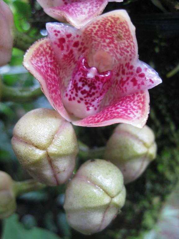 Cabañas Armonía y Jardín de Orquídeas Mindo Exterior foto